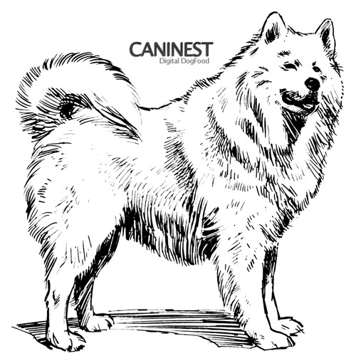 Samoyed Line Drawing