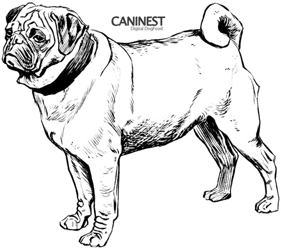 Pug Line Drawing