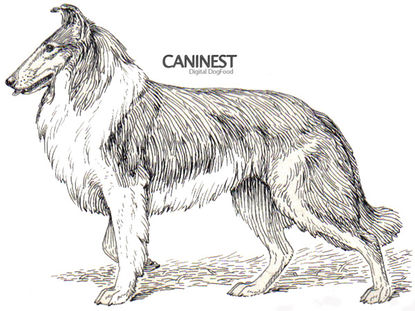 Dog Breed Coloring Pages