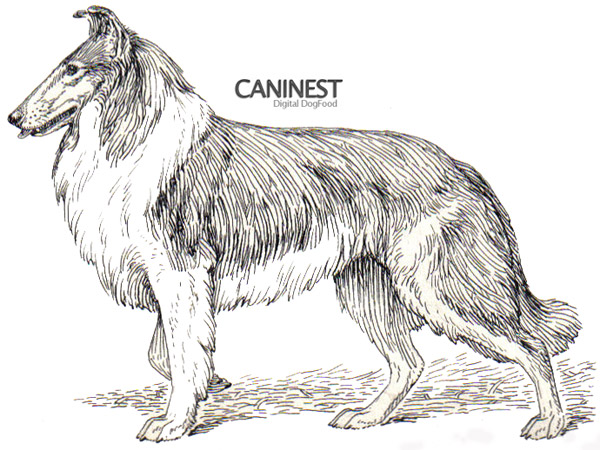 Collie Line Drawing