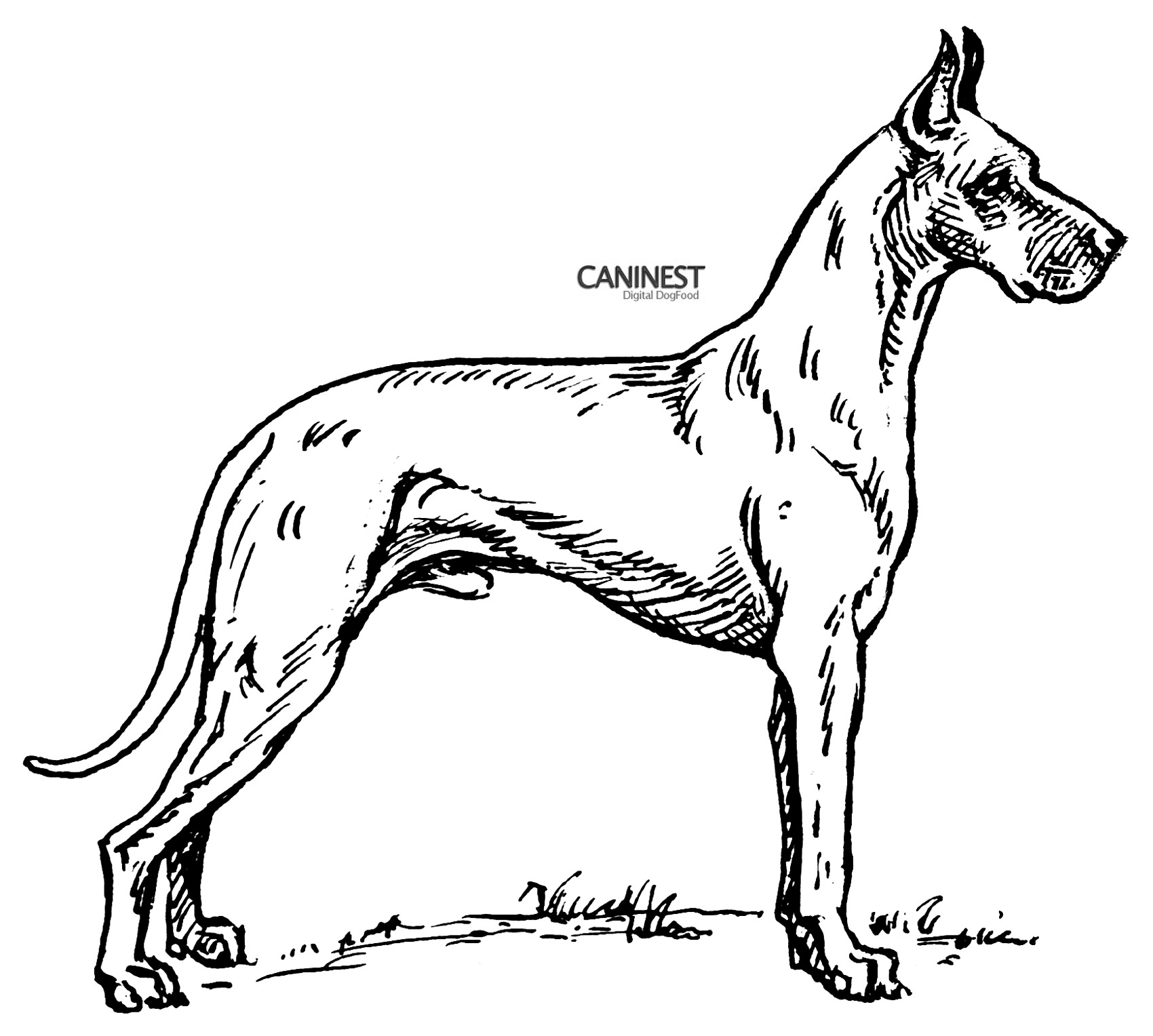 dane dog coloring pages - photo #22