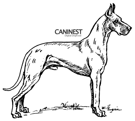 Great Dane Line Drawing