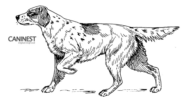 Setter Line Drawing