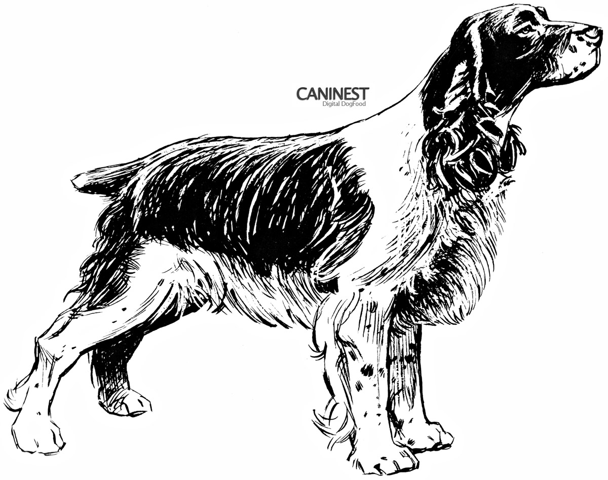 Dog Breed Coloring Pages 2