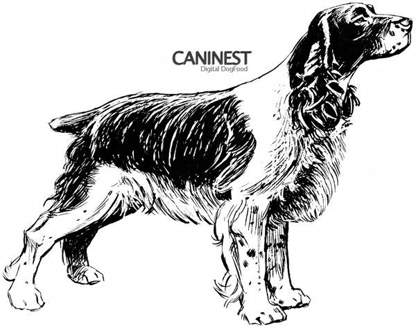 Spaniel Line Drawing