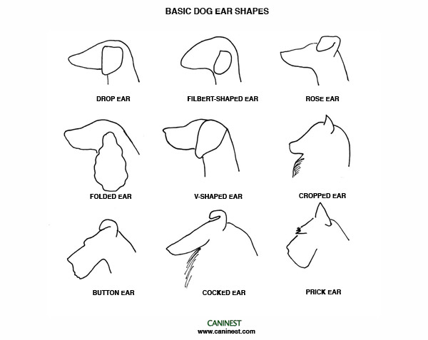 Dog Ear Shapes Dog Ear Shape Chart