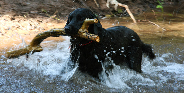 Delighted Dog