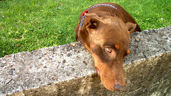 Bored Dog