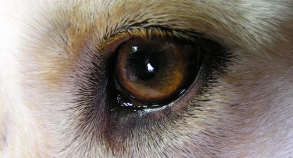 Dog's Eye