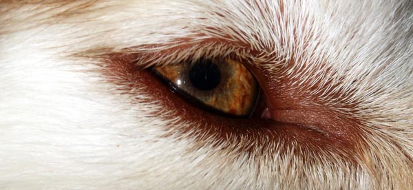 Dog's Eye