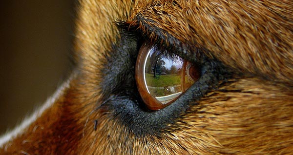 Dog's Eye