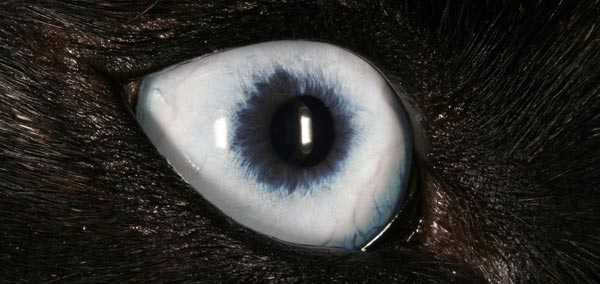 Dog's Eye