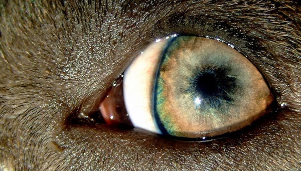 Dog's Eye