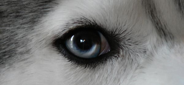 Dog's Eye