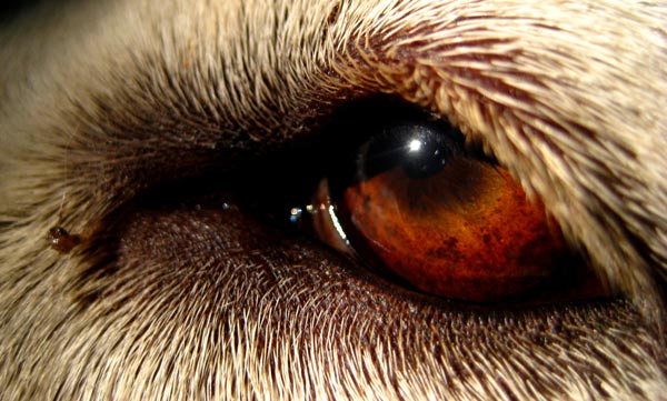 Dog's Eye