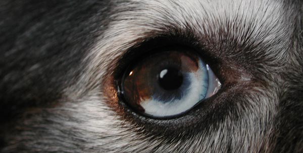 Dog's Eye