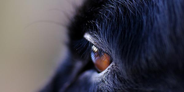 Dog's Eye