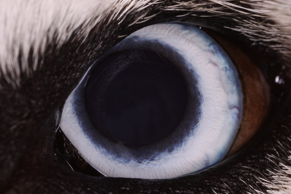 Dog's Eye