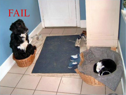 Dog Fail