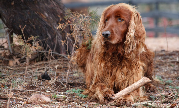 Dog feathering