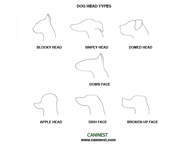 Dog Head Types