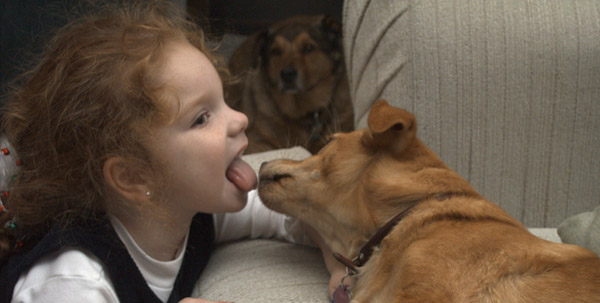 Raised Dog Feeders By Breed