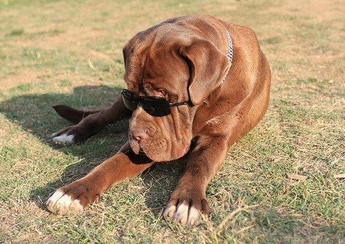 Dog in Sunglasses