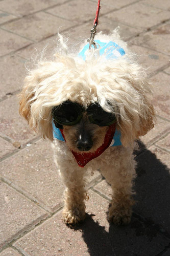 Dog in Sunglasses