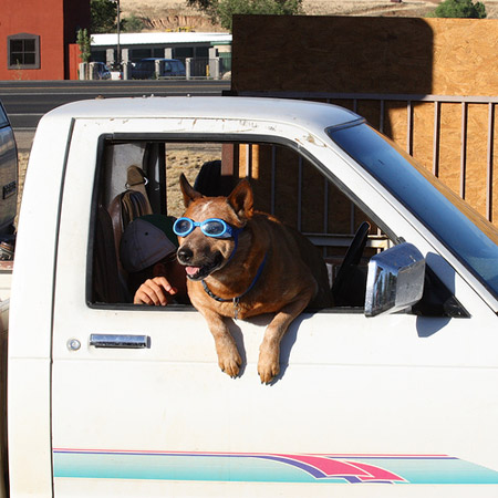 Dog in Sunglasses