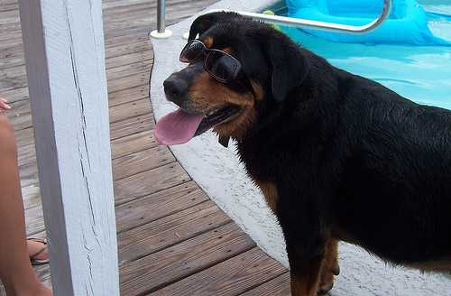 Dog in Sunglasses