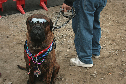 Dog in Sunglasses