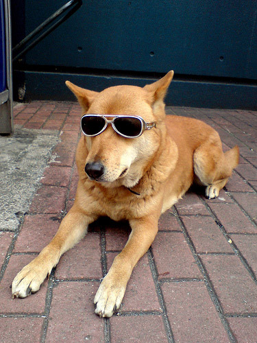 Dog in Sunglasses