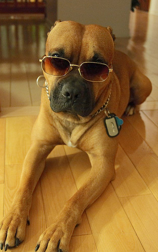 Dog in Sunglasses