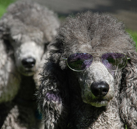 Dog in Sunglasses