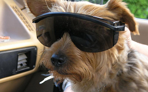 Dog in Sunglasses