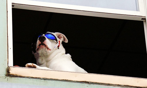 Dog in Sunglasses