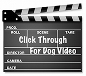 Dog Video