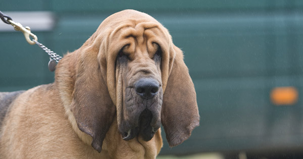 Drop ear dog Drop ear dog