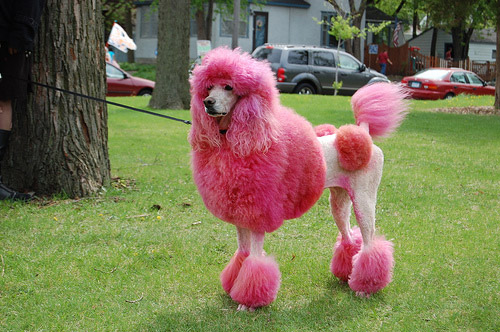 Dyed Poodle