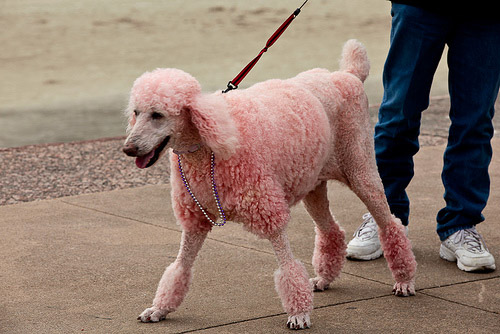 Dyed Poodle