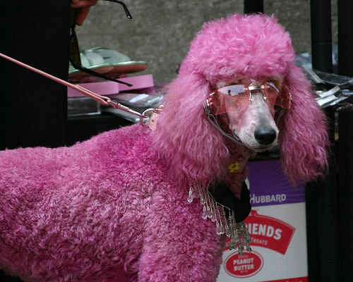 Dyed Poodle