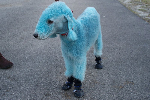 Dyed Poodle