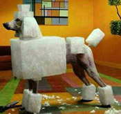 Square Cut Poodle