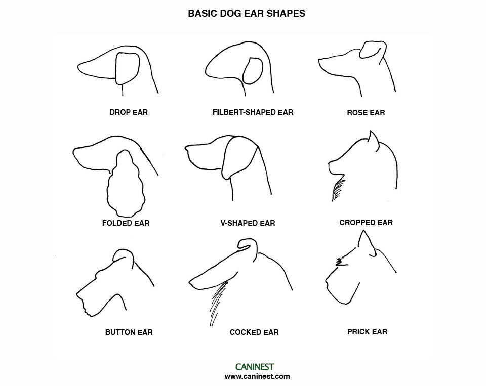 Large+dog+breeds+chart