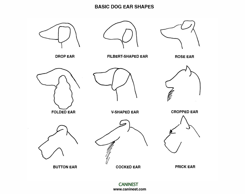 Dog Ear Chart