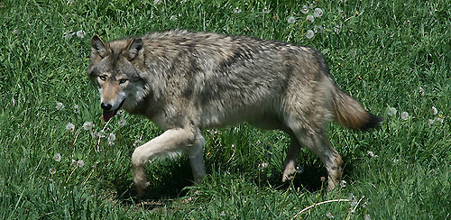Eastern Wolf