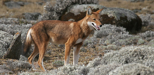 Ethiopian Wolf