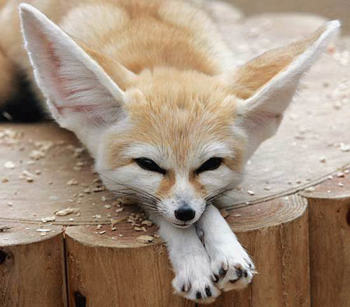 Fabulous Fox