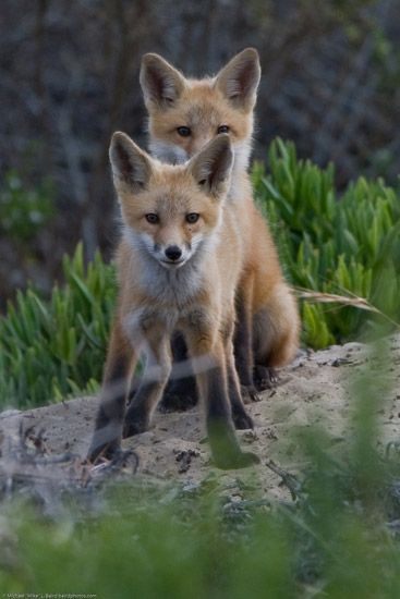 Fabulous Fox