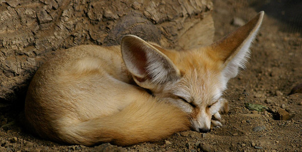 Fabulous Fox